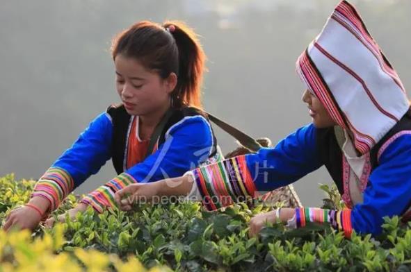 云南西双版纳春茶开采 今年价格美丽！