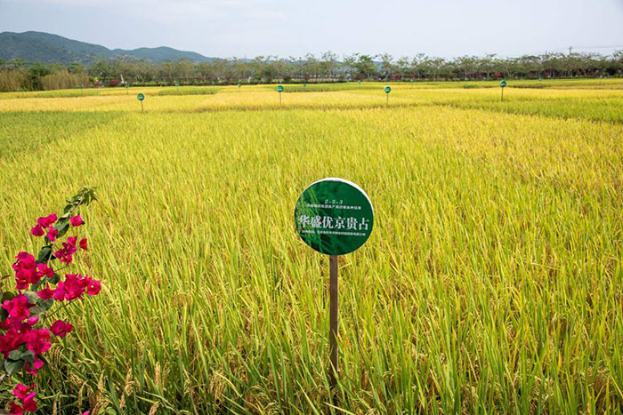 开放新高度！专家解读海南商业航天、医药卫生、种业市场新政